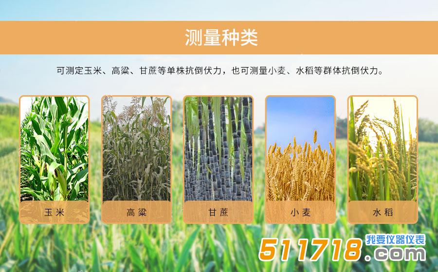 活體抗倒伏測定儀.jpg